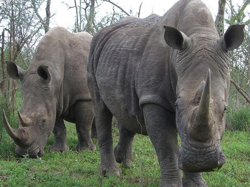 Africa Nature Animals (46)